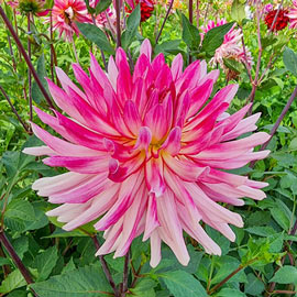 Cactus Dahlia Mingus Julie