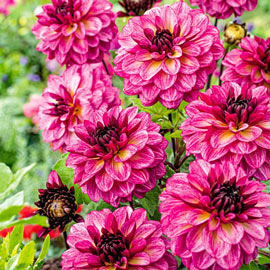 Decorative Dahlia Muchacha