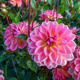 Border Decorative Dahlia Pacific View