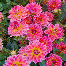 Border Decorative Dahlia Pacific View