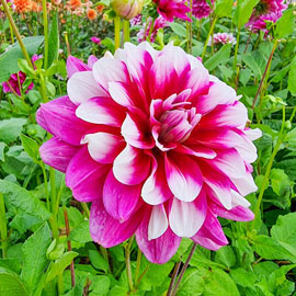 Decorative Dahlia Patches