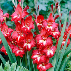 Hardy Gladiolus Claudia