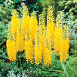 Foxtail Lily