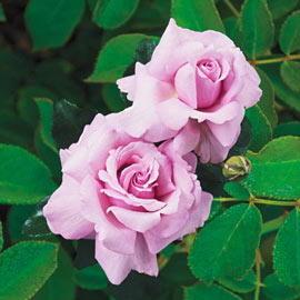 Hybrid Tea Rose Memorial Day<sup>™</sup>