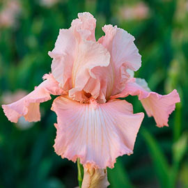 Reblooming German Iris Beverly Sills