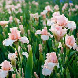 Reblooming German Iris Beverly Sills