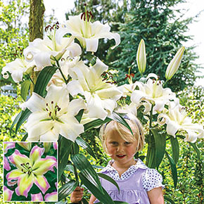 How to Grow Lilies