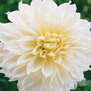 Large Decorative Dahlia Arabian Night