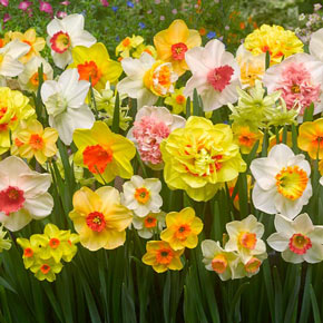 Double Daffodil Tahiti  K. van Bourgondien Wholesale Bulbs