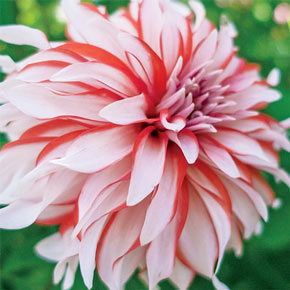 Large Decorative Dahlia Arabian Night