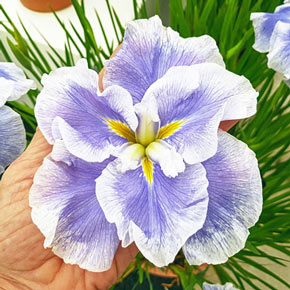 Buy 'Wave Action' Japanese Iris Online