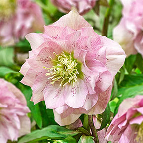 Hellebore King Double Pink
