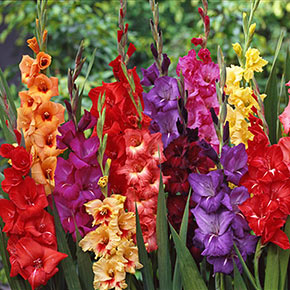Gladiolus Mixed Crate