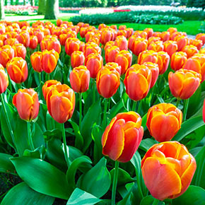 Darwin Tulips - Darwin Hybrid Tulips For Sale