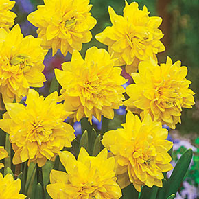 Double Daffodil Tahiti  K. van Bourgondien Wholesale Bulbs