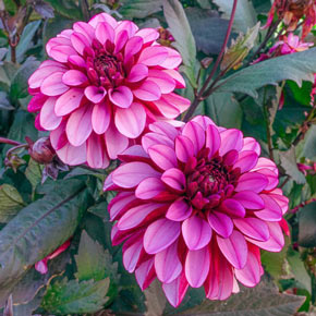 Large Decorative Dahlia Arabian Night