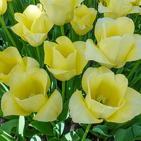 Humphreys Garden Triumph Tulip Tulipe White Dream x 10 Bulbes Size 10/11 