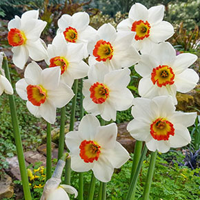 Double Daffodil Tahiti  K. van Bourgondien Wholesale Bulbs