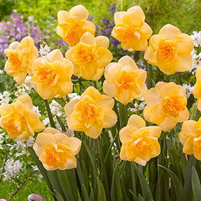 Double Daffodil Tahiti  K. van Bourgondien Wholesale Bulbs