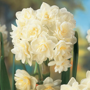 Double Daffodil Tahiti  K. van Bourgondien Wholesale Bulbs