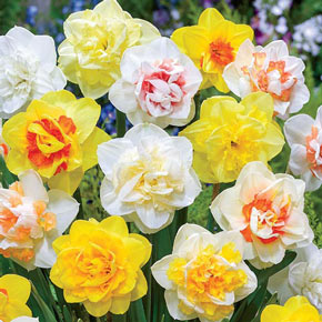 Double Daffodil Tahiti  K. van Bourgondien Wholesale Bulbs