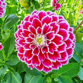 Decorative Dahlia Jennifer Mary Ellen