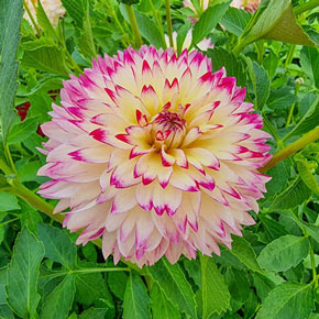 Jennifer Mary Ellen Dahlias  Order Dahlia Tubers online - Bulbs