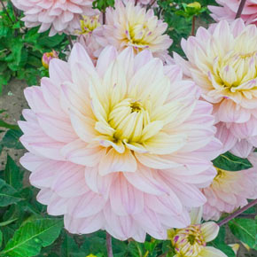 New Dahlias  K. van Bourgondien - Wholesale Flower Bulbs and Perennials