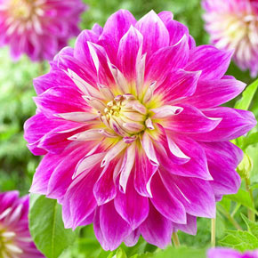 New Dahlias  K. van Bourgondien - Wholesale Flower Bulbs and Perennials