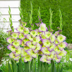 Zone 4  K. van Bourgondien - Wholesale Flower Bulbs and Perennials