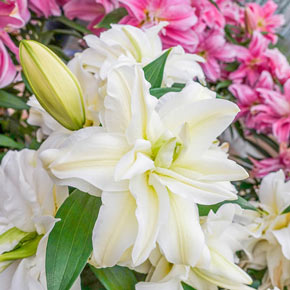 Flourish and Grow Lilies Border