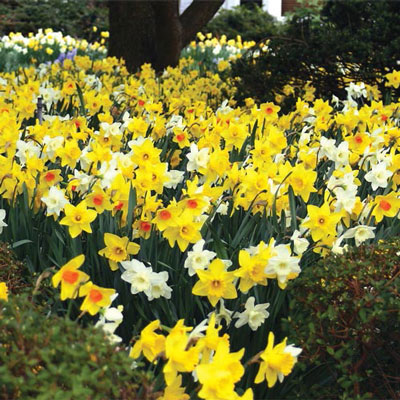 Mixed Daffodils for Naturalizing