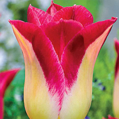 Lily Flowering Tulip Romano