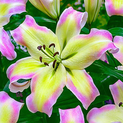 Giant Orienpet Lily Pretty Woman