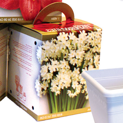 Narcissus Paperwhite Ziva Gift Kit
