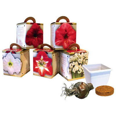 Collection Amaryllis and Paperwhite Gift Kit 