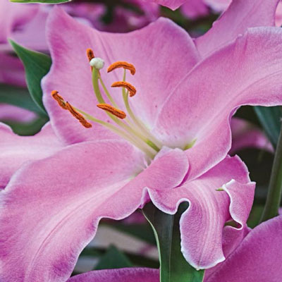 Oriental Lily Canaletto