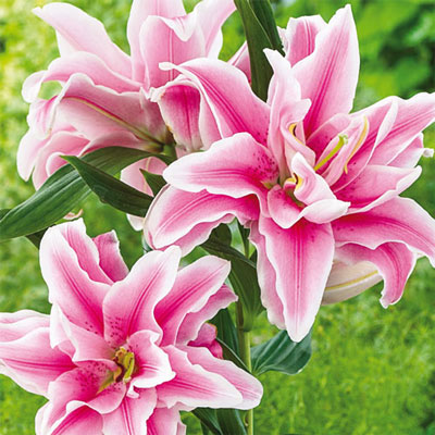 Double Lily Belonica