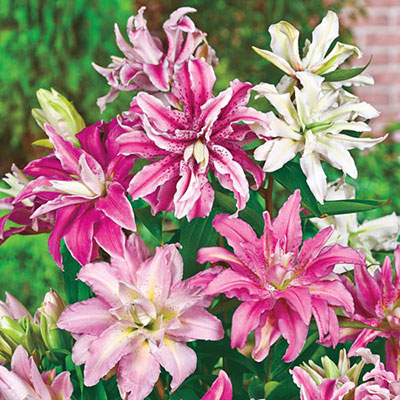 Roselilies Mixed Lilies
