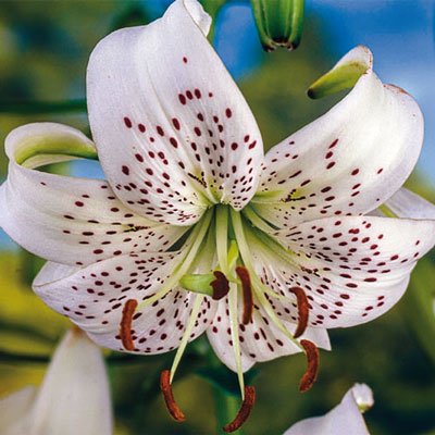 Old-Favorite Lilies White Tiger