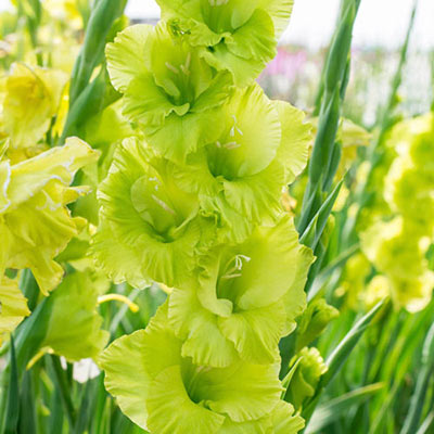 Gladiolus Green Star