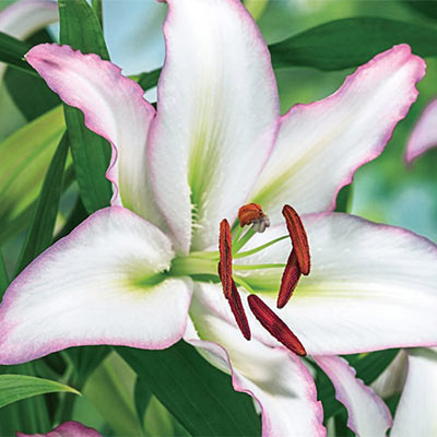 Oriental Lily Brasilia