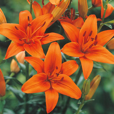 Asiatic Lily Orange County