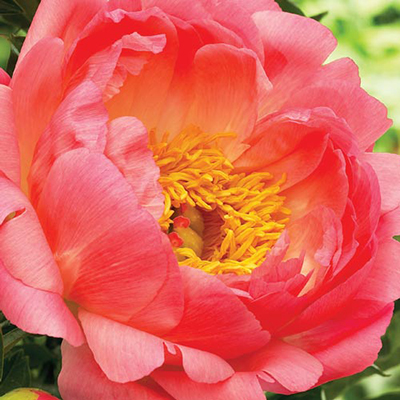 Peony Coral Sunset