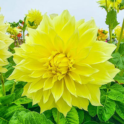 Giant Dinnerplate Dahlia Kelvin Floodlight