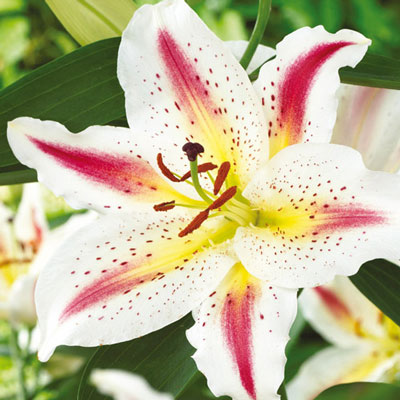 Oriental Lily Playtime