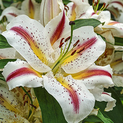 Oriental Lily Playtime