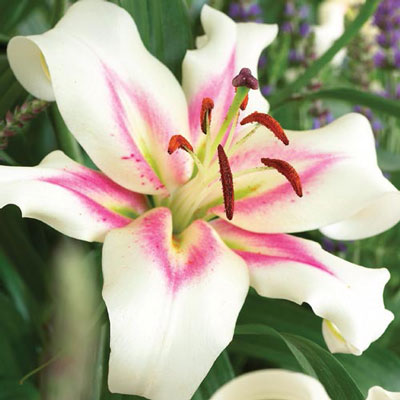 Oriental Lily Bonbini 