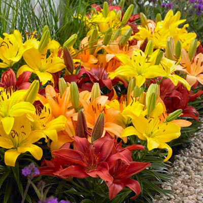 Asiatic Border Lilies Mixed