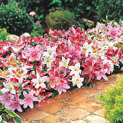Oriental Border Lilies Mixed